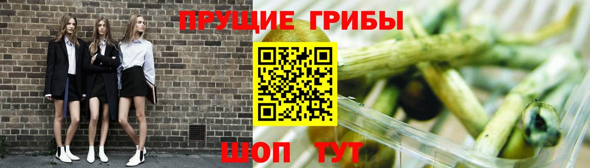Знаменск  Псилоцибиновые грибы Cubensis  Вход с VPN 